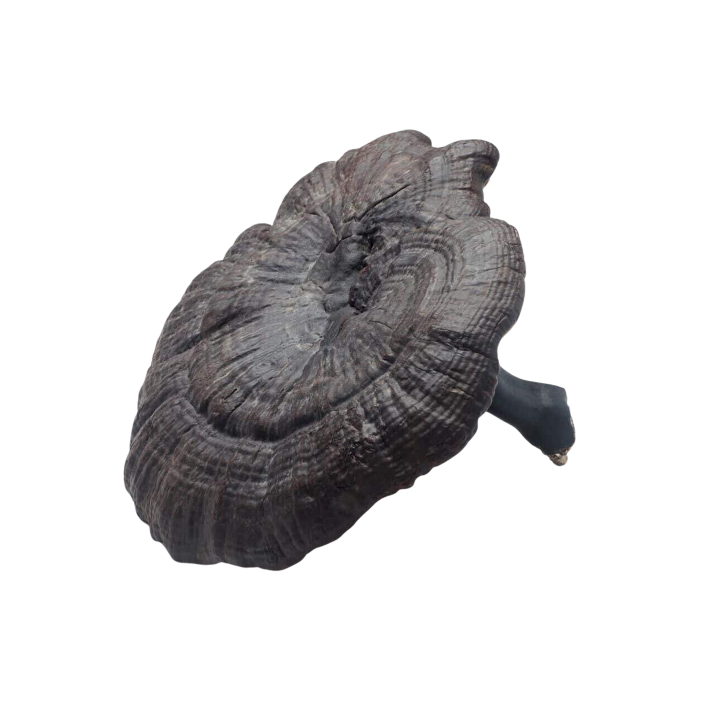 Lakkvaabik must - Ganoderma lucidum