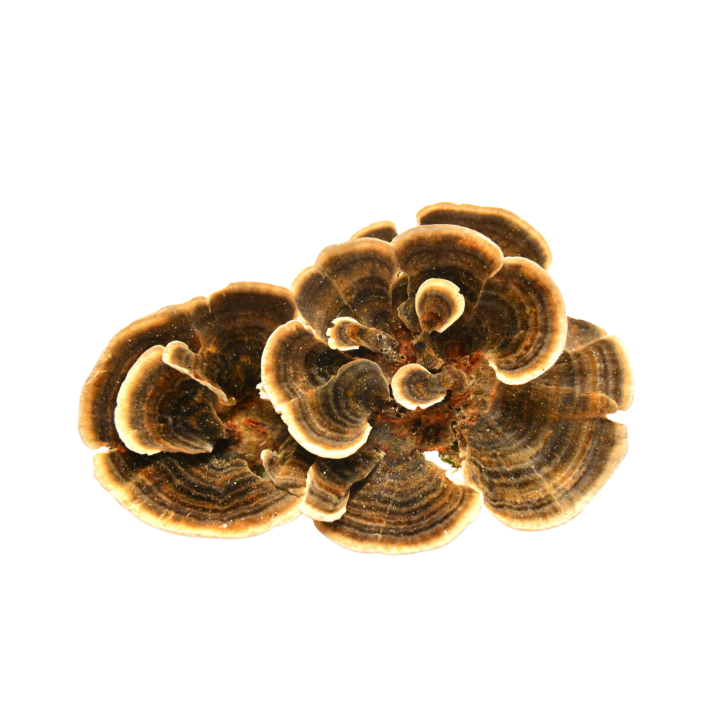 Libliktagel - Trametes versicolor