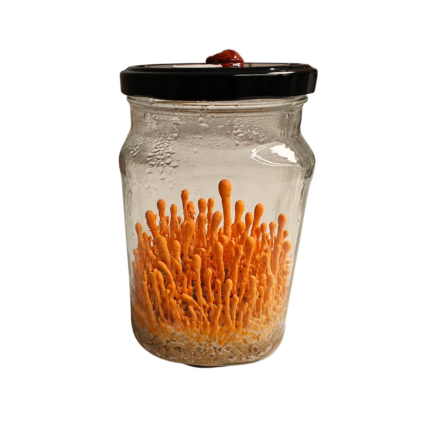 Cordyceps militaris kasvatuskomplekt