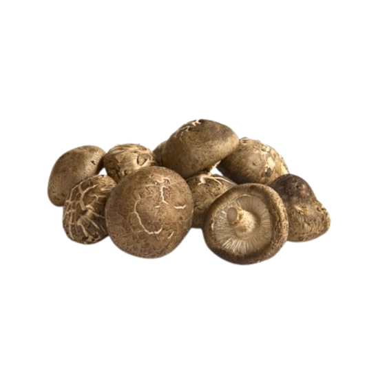 Shiitake 7869 - Lentinula edodes