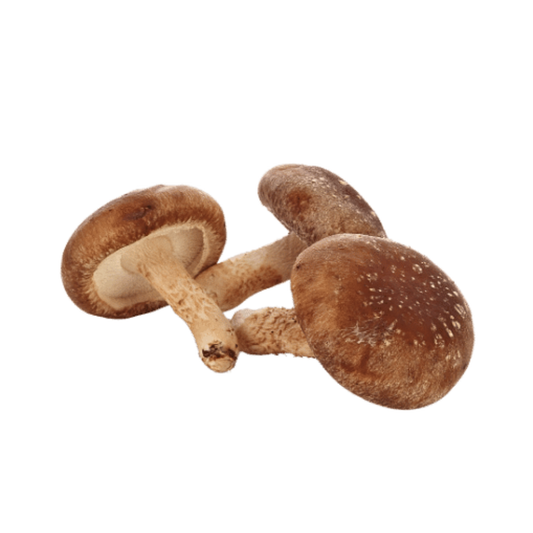 Shiitake 3782 - Lentinula edodes