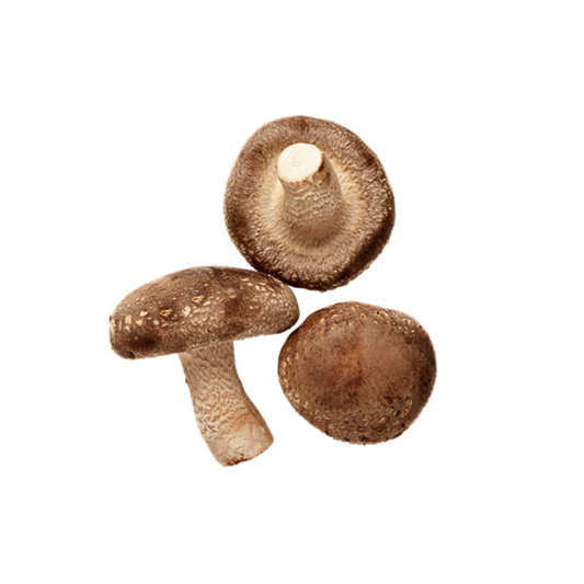 Shiitake 3790 - Lentinula edodes