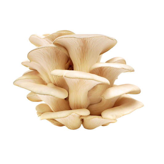 Tarragonservik - Pleurotus eunosmus