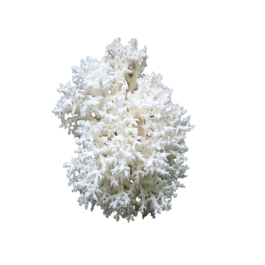 Korallnarmik - Hericium coralloides