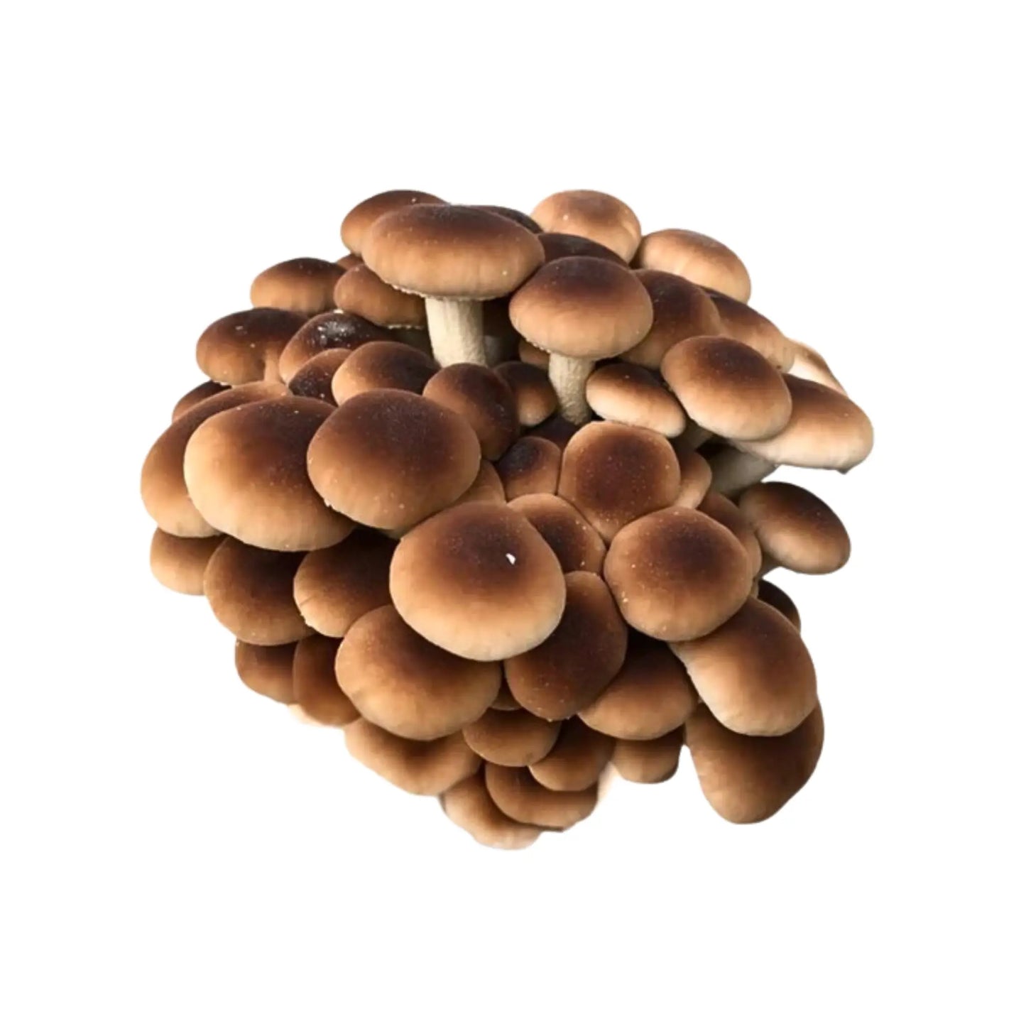 Pioppino - Agrocybe aegerita Urban Fungi