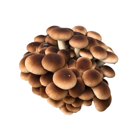 Põldseen - Agrocybe aegerita