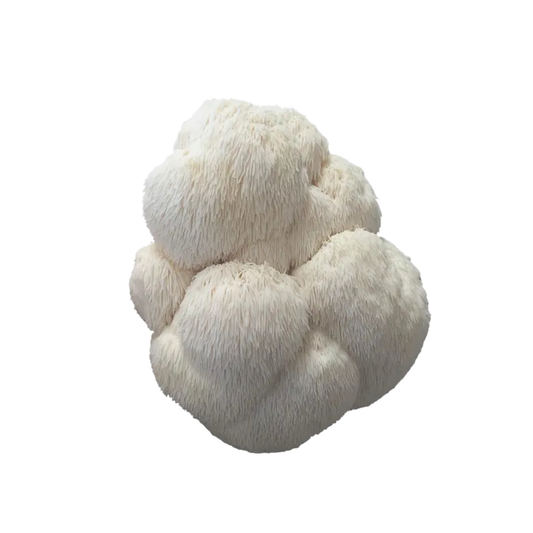 Lõvilakk POW - Hericium erinaceus