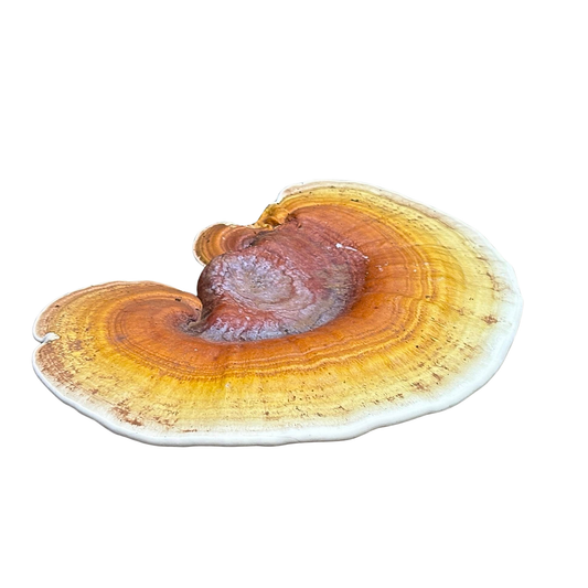 Lakkvaabik kollane - Ganoderma resinaceum