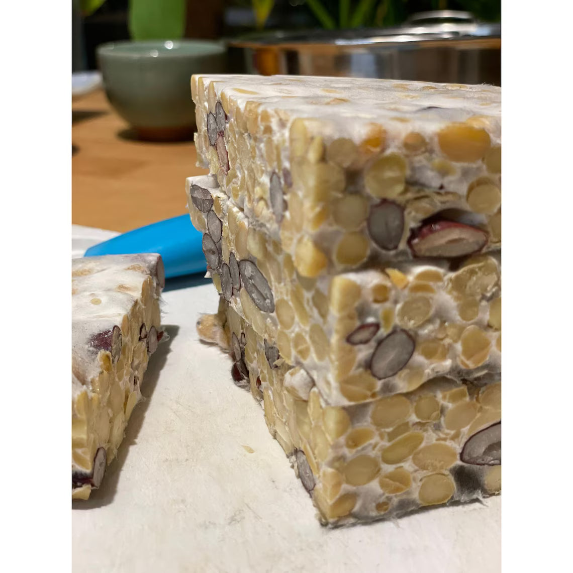 Tempeh Mold Urban Fungi