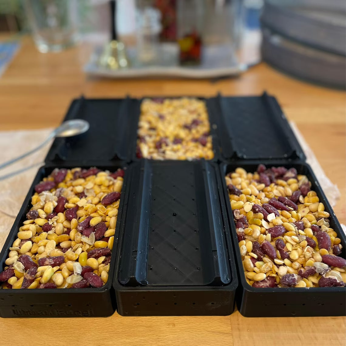 Tempeh Mold Urban Fungi