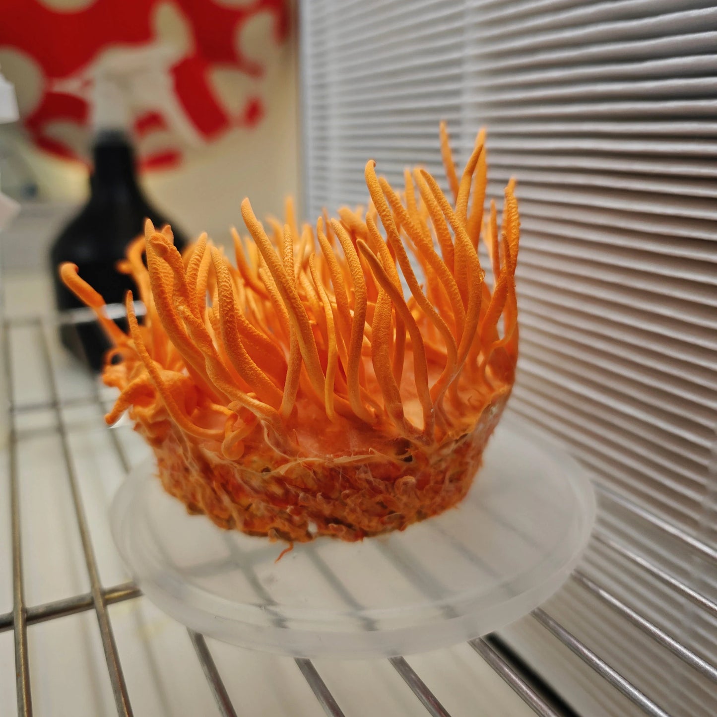 Cordyceps militaris kasvatuskomplekt