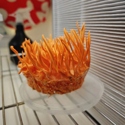 Cordyceps Militaris Growing Kit Urban Fungi
