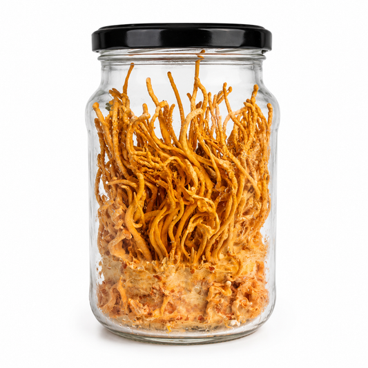 Cordyceps Militaris Growing Kit Urban Fungi